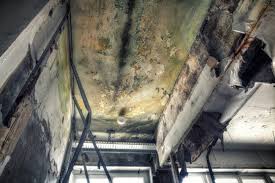 Best Emergency Mold Remediation in Granite Falls, WA